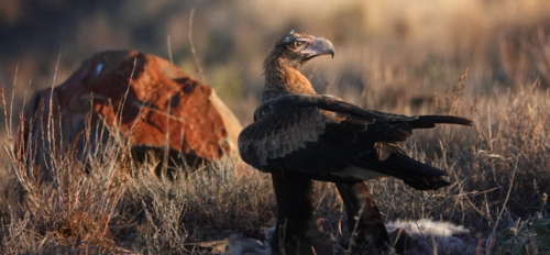 A Wedge-tailed Eagle feasts upon a kangaroo carcass - Australian Stock Image