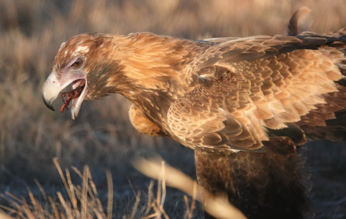 A Wedge-tailed Eagle feasts upon a kangaroo carcass - Australian Stock Image
