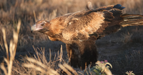 A Wedge-tailed Eagle feasts upon a kangaroo carcass - Australian Stock Image
