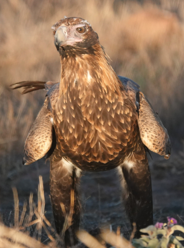 A Wedge-tailed Eagle feasts upon a kangaroo carcass - Australian Stock Image