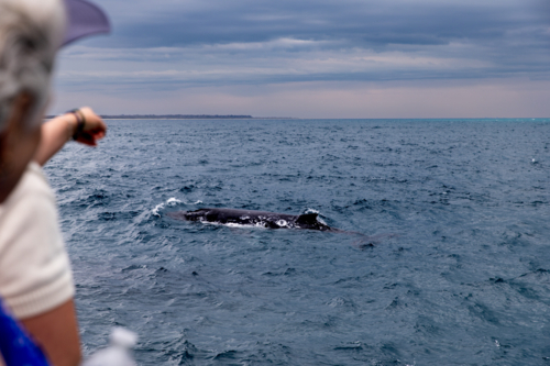 A whale surfacing near a whale watching tour boat - Australian Stock Image