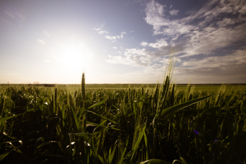A wheat field under spring time sunset in the Wimmera Mallee region near Woomelang, Victoria - Australian Stock Image