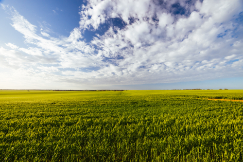 A wheat field under spring time sunset in the Wimmera Mallee region near Woomelang, Victoria - Australian Stock Image