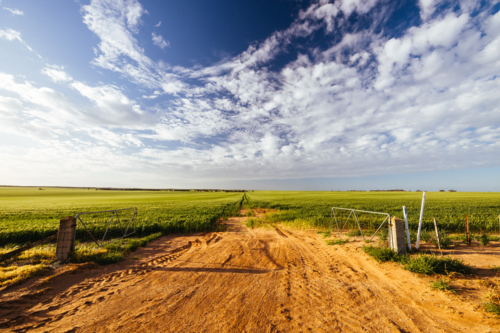 A wheat field under spring time sunset in the Wimmera Mallee region near Woomelang, Victoria - Australian Stock Image