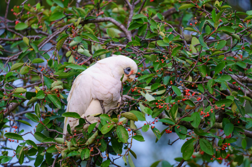A white Australian corella foraging in a berry tree - Australian Stock Image