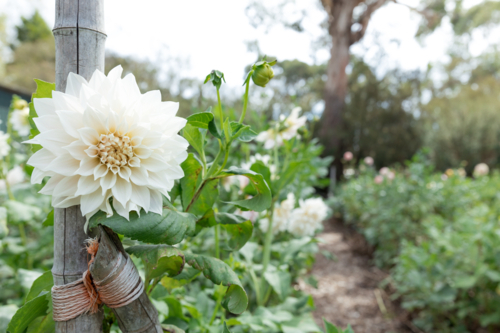A white dahlia flower against a post in a garden - Australian Stock Image