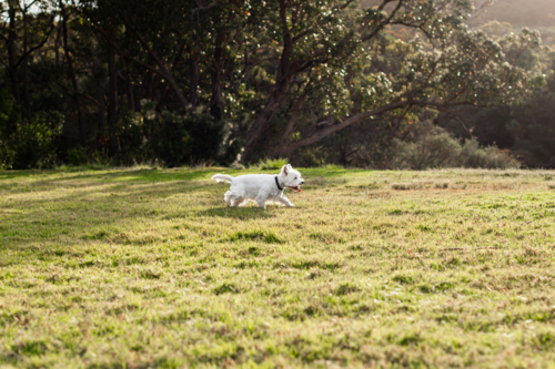 A white dog runs joyfully across a grassy area surrounded by trees at sunset. - Australian Stock Image