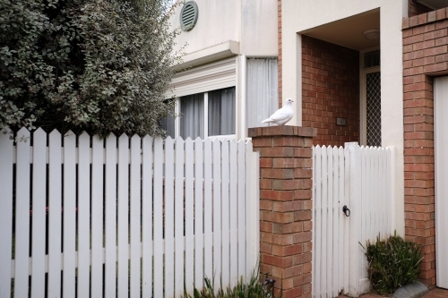 A white dove sits on a fence outside a white house - Australian Stock Image