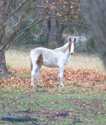 A white horse standing on autumn leaves underneath a tree in late autumn - Australian Stock Image