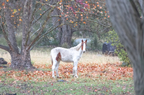 A white horse standing on autumn leaves underneath a tree in late autumn - Australian Stock Image