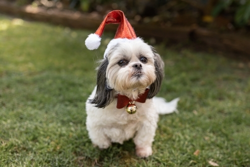 A white Lhasa apso dog with grey ears sitting outside wearing a Christmas Santa hat and a red collar - Australian Stock Image