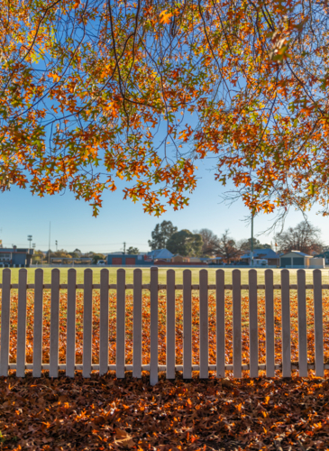 A white picket fence under autumn foliage on a blue sky day - Australian Stock Image