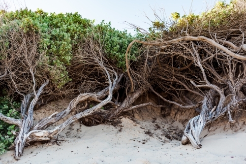 A wide view of tangled trees of beach trees with green leaves, planted in sand dunes.