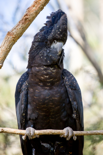 A wild Australian red-tailed black cockatoo perched in a tree - Australian Stock Image