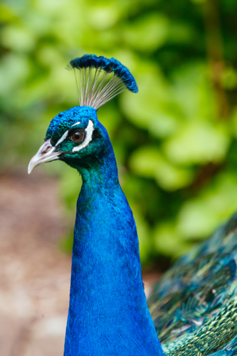 A wild peacock roams the gardens of Cataract Gorge in Launceston, Tasmania Australia - Australian Stock Image