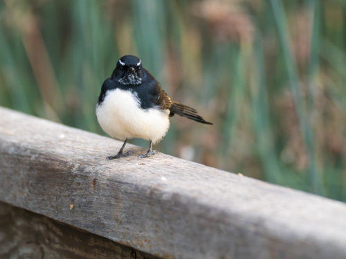A Willie Wagtail perched on a wooden railing - Australian Stock Image