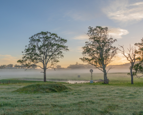 A windmill in a green paddock with tall gum trees and a dawn sky - Australian Stock Image