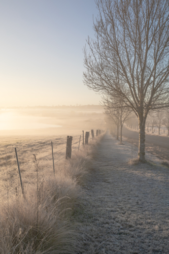 A winter's morning along a roadside with frost and trees - Australian Stock Image