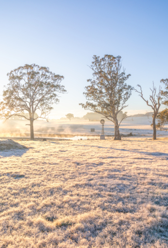 A winter's morning with golden light, a frosty field, a small windmill and a large gum tree - Australian Stock Image