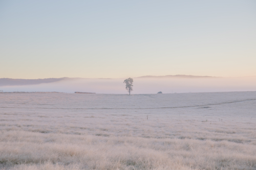 A winter scene with soft dawn skies and frozen icy fields - Australian Stock Image