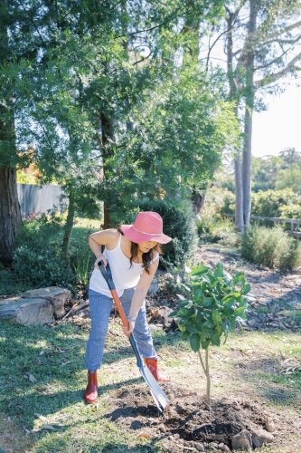 A woman planting a lemon tree in her backyard - Australian Stock Image