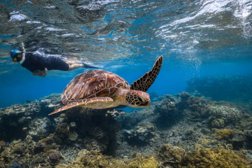 A woman snorkelling on the Great Barrier Reef swimming next to a turtle - Australian Stock Image