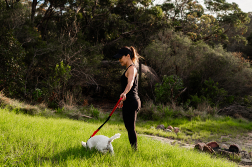 A woman walks her small dog on a leash through vibrant green grass in nature. - Australian Stock Image