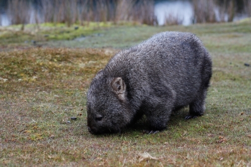 A wombat eats grass at the cradle mountain national park
