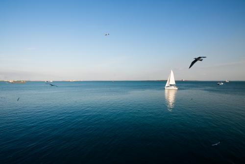 A yacht sailing on calm blue sea with birds flying 2 - Australian Stock Image