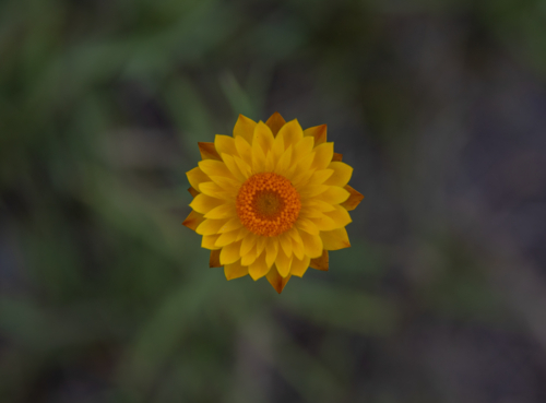 A yellow paper daisy with a blurred green background - Australian Stock Image