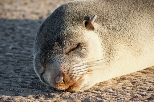 A young Australian Sea Lion basks in the warmth of the dawn Sun at Port Fairy - Australian Stock Image