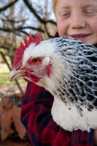 A young boy holding a Light Sussex chicken - Australian Stock Image