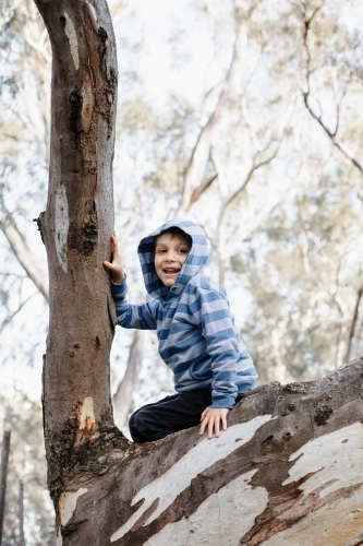 A young caucasian australian boy climbing a eucalyptus tree wearing a hoodie with room for copy - Australian Stock Image