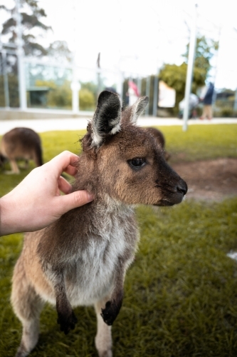 A young kangaroo being gently touched by a human hand on its head. - Australian Stock Image