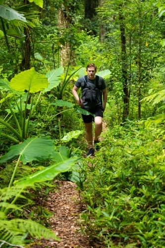 A young male hikes through lush green subtropical rainforest. - Australian Stock Image