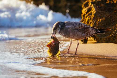 A young Pacific Gull pecks and eats a dead fish on a beach at sunrise in Sorrento, Victoria - Australian Stock Image