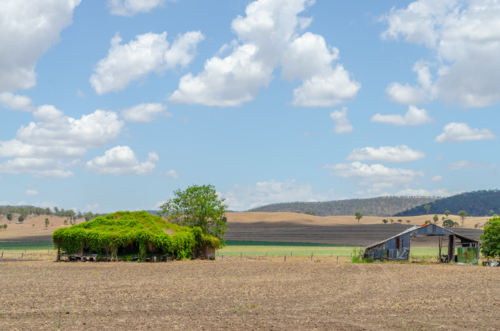 abandoned farmhouse overgrown with foliage in australian countryside - Australian Stock Image