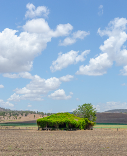 abandoned farmhouse overgrown with foliage in australian countryside - Australian Stock Image