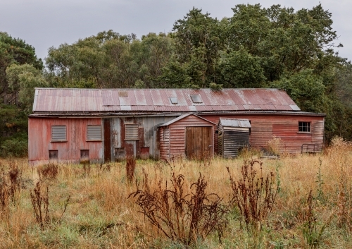 Abandoned old red sheep-shearing shed in paddock with tall trees in background