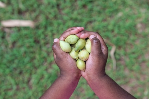 Aboriginal child holding Kakadu Plums - Australian Stock Image