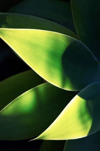 Abstract green agave leaf background - Australian Stock Image