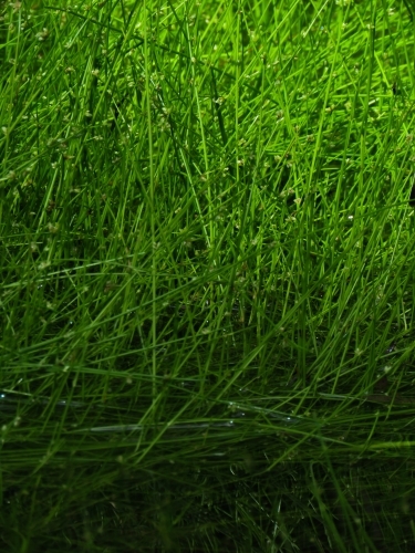 Abstract green reeds against dark water - Australian Stock Image