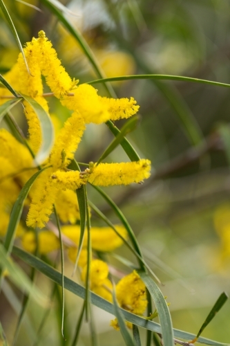 Acacia acuminata yellow flowers