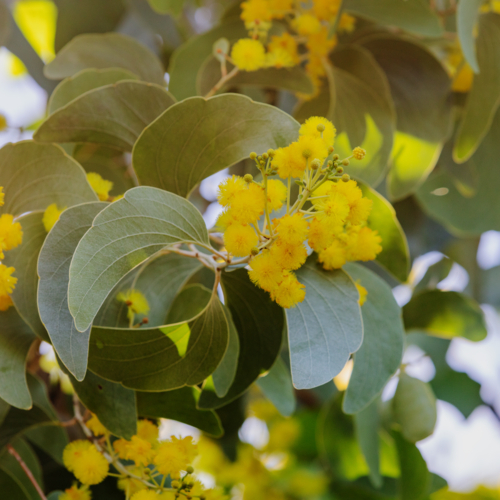 Acacia dunnii - Northern Territory Wattle - Australian Stock Image