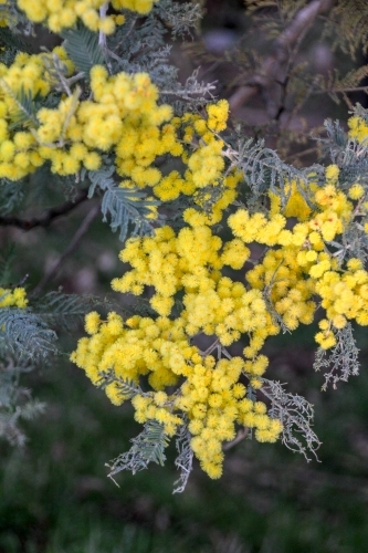 Acacia tree in flower - Australian Stock Image