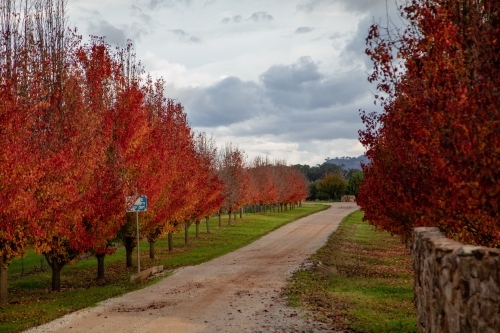 Acer trees with vibrant red leaves in autumn lining rural driveway - Australian Stock Image