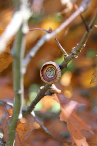 Acorn cup left on oak tree branch - Australian Stock Image