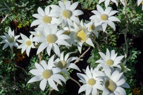 Actinotus helianthi flowers (Flannel Flower)