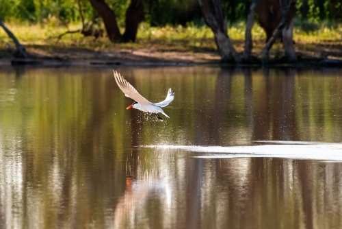Action photo of a bird, Caspian Tern, flying low, fishing on an inland lagoon