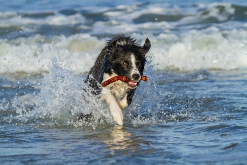 active border collie pup running with stick in waves